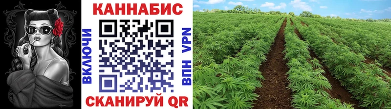 купить цена Сретенск Канабис MAZAR